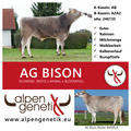 AG-BISON-Stiervorstellung