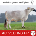 AG-VELTINS-PP-Insta